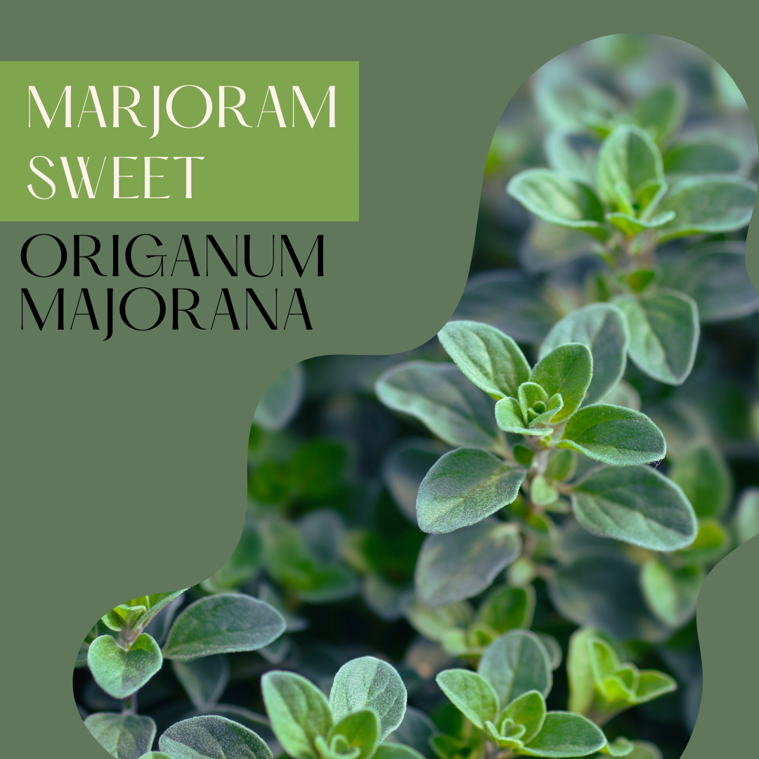Marjoram Sweet