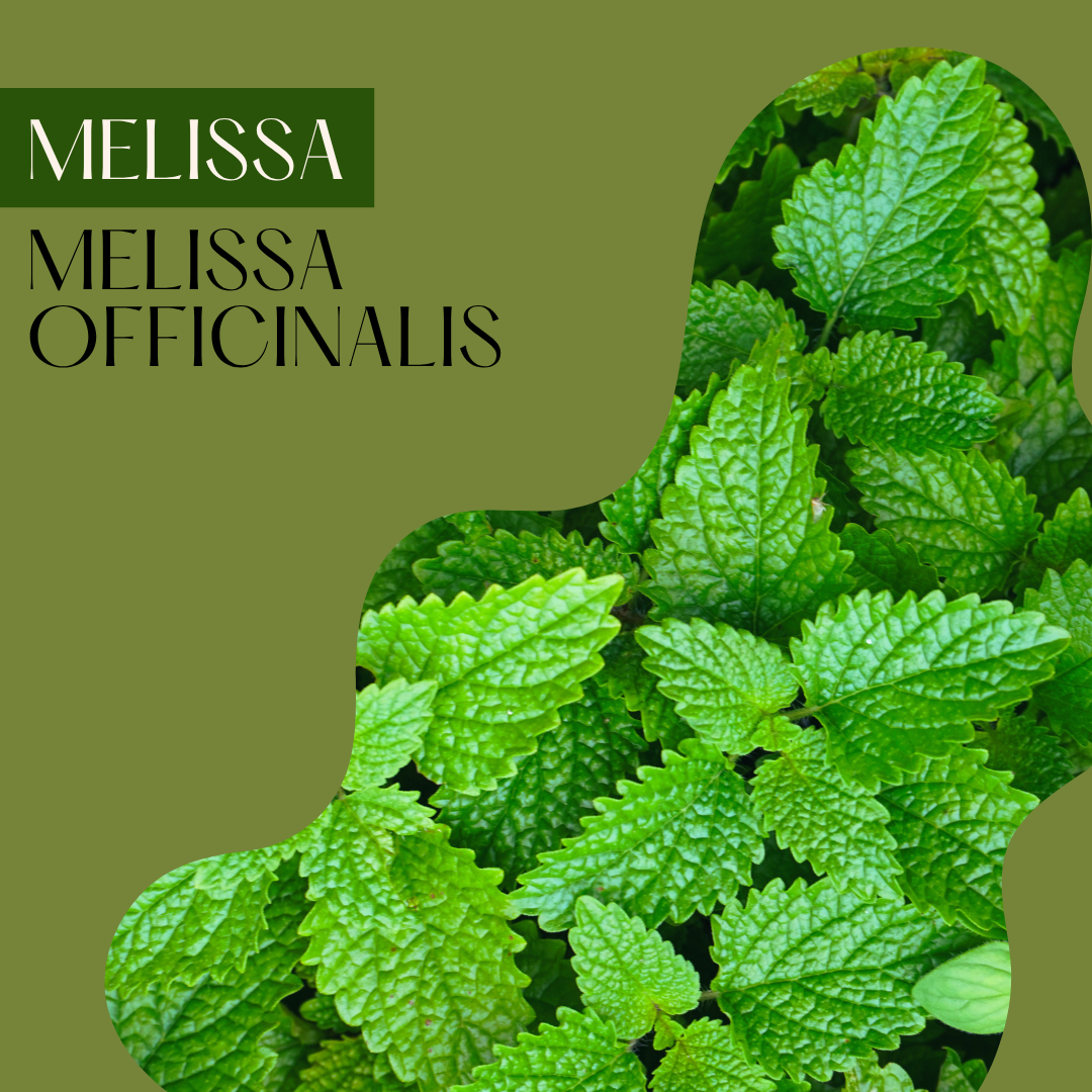 Melissa Leaf