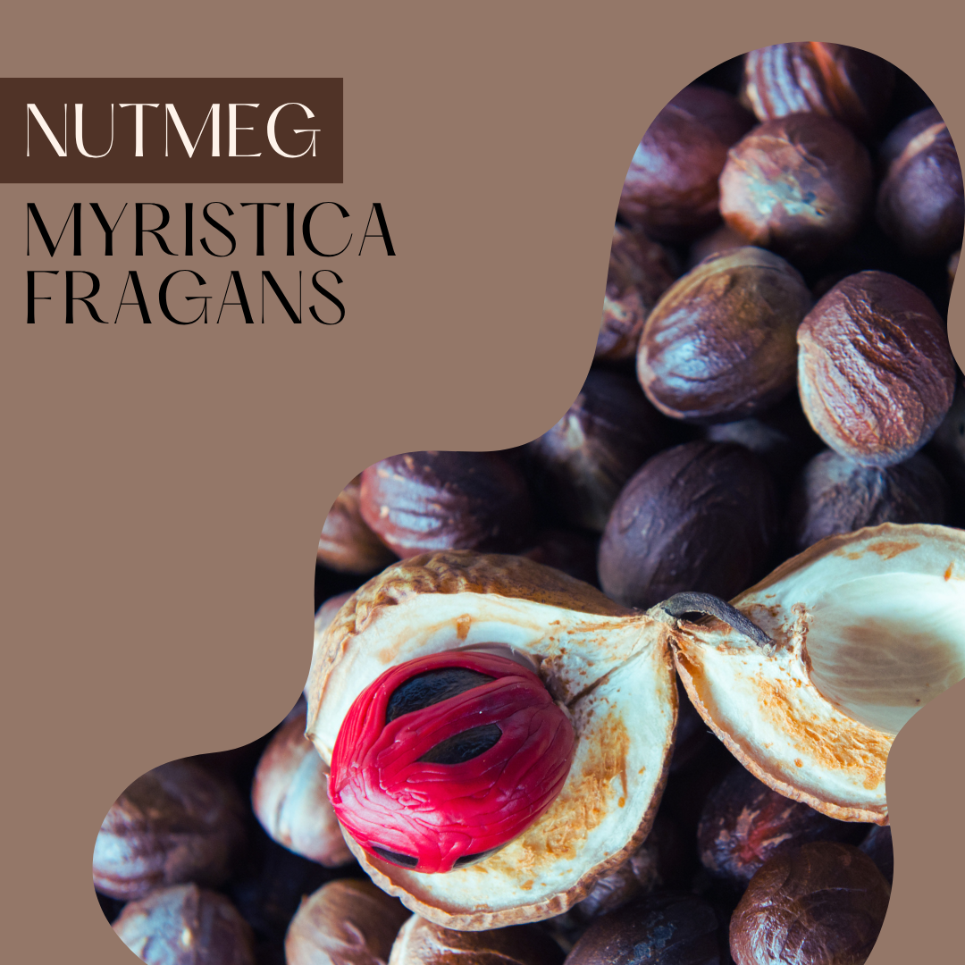 Nutmeg