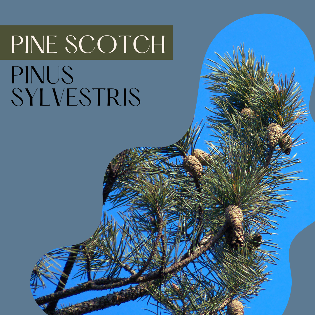 Pine Scotch