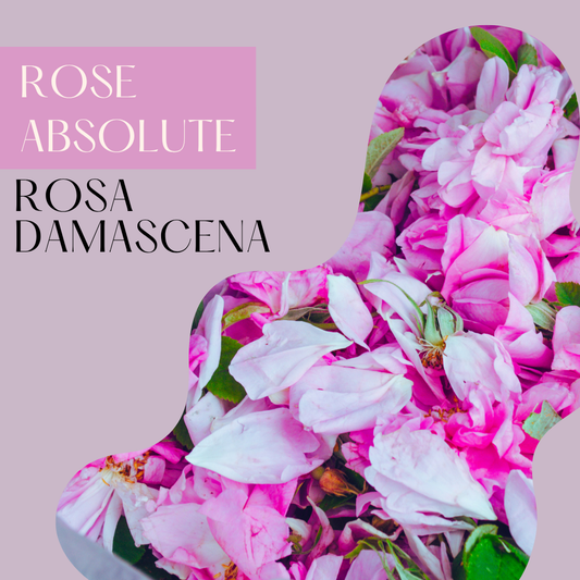 Rose Absolute