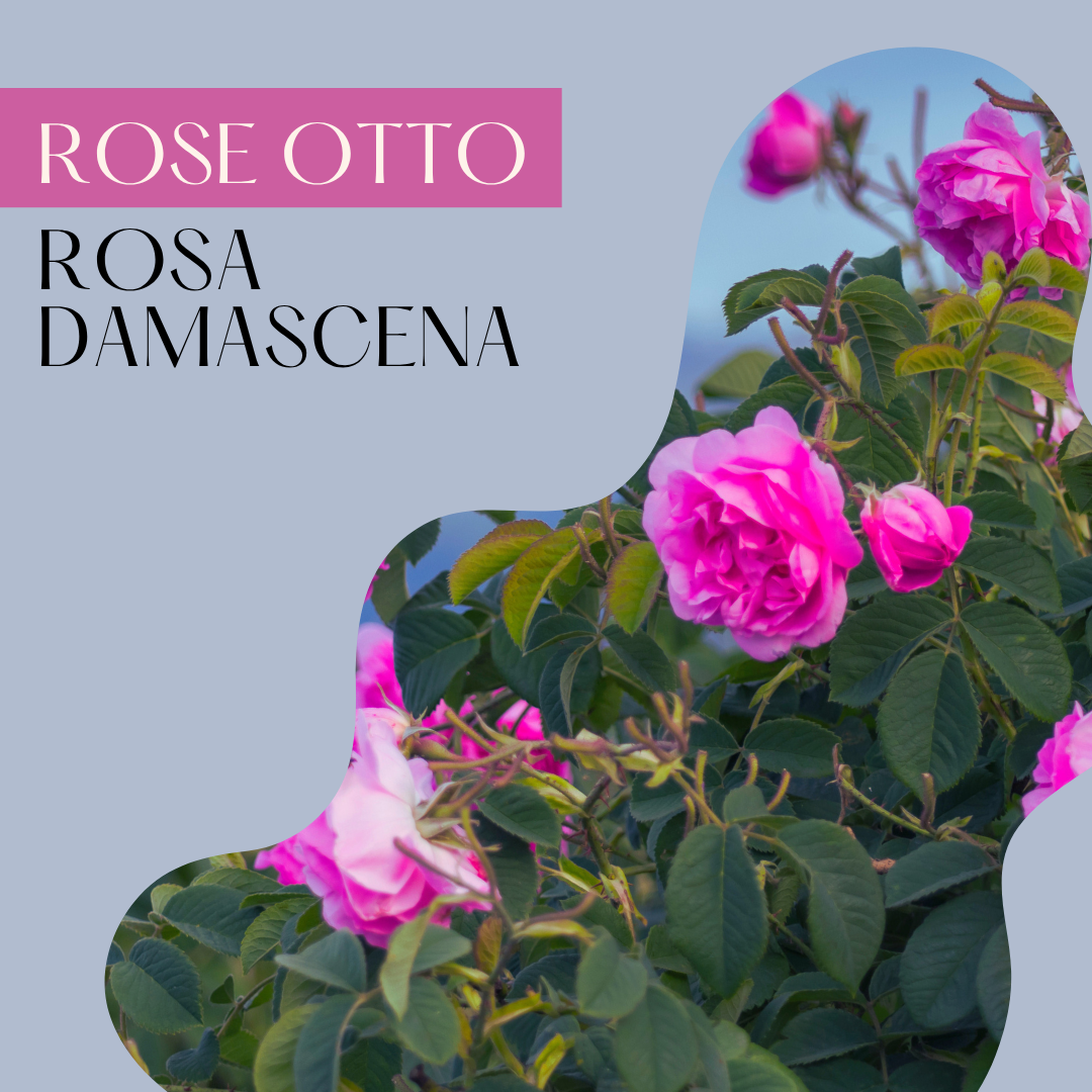 Rose Otto