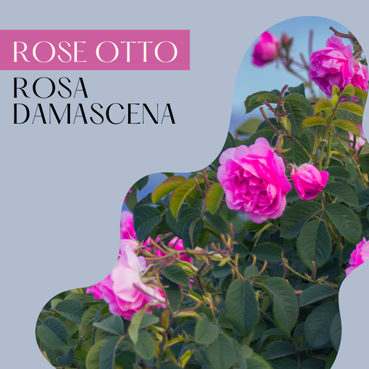 Rose Otto