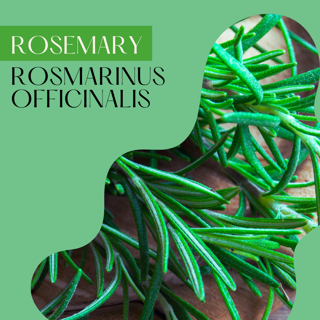 Rosemary ct Cineole