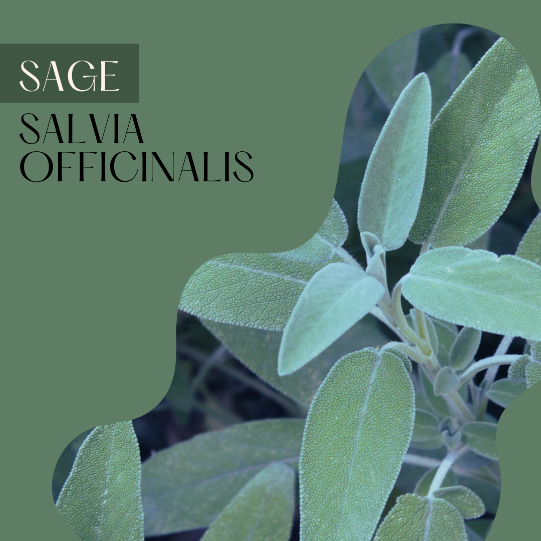 Sage