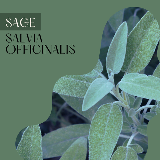 Sage