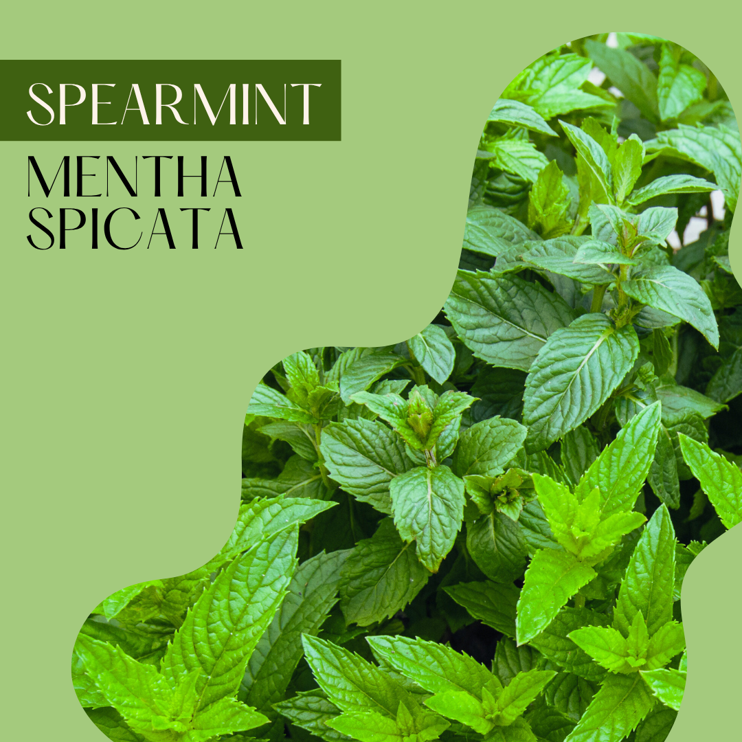 Spearmint