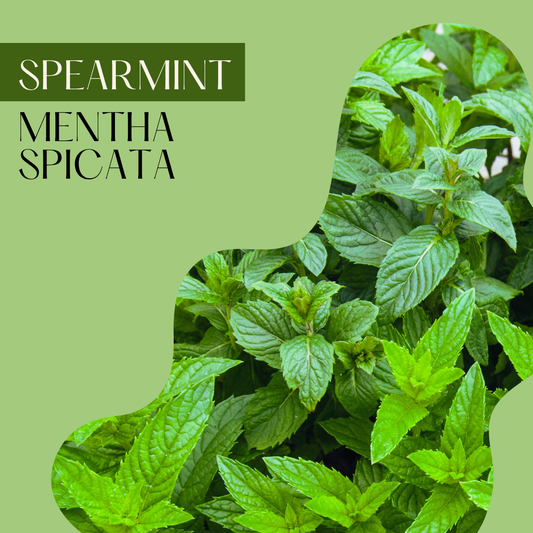 Spearmint