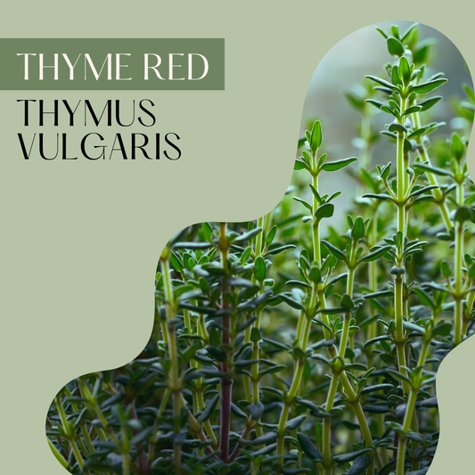 Thyme Red