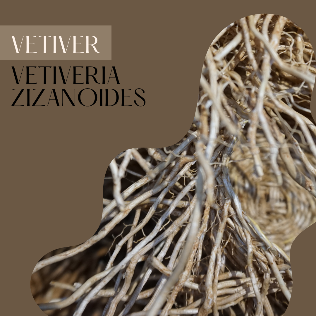 Vetiver