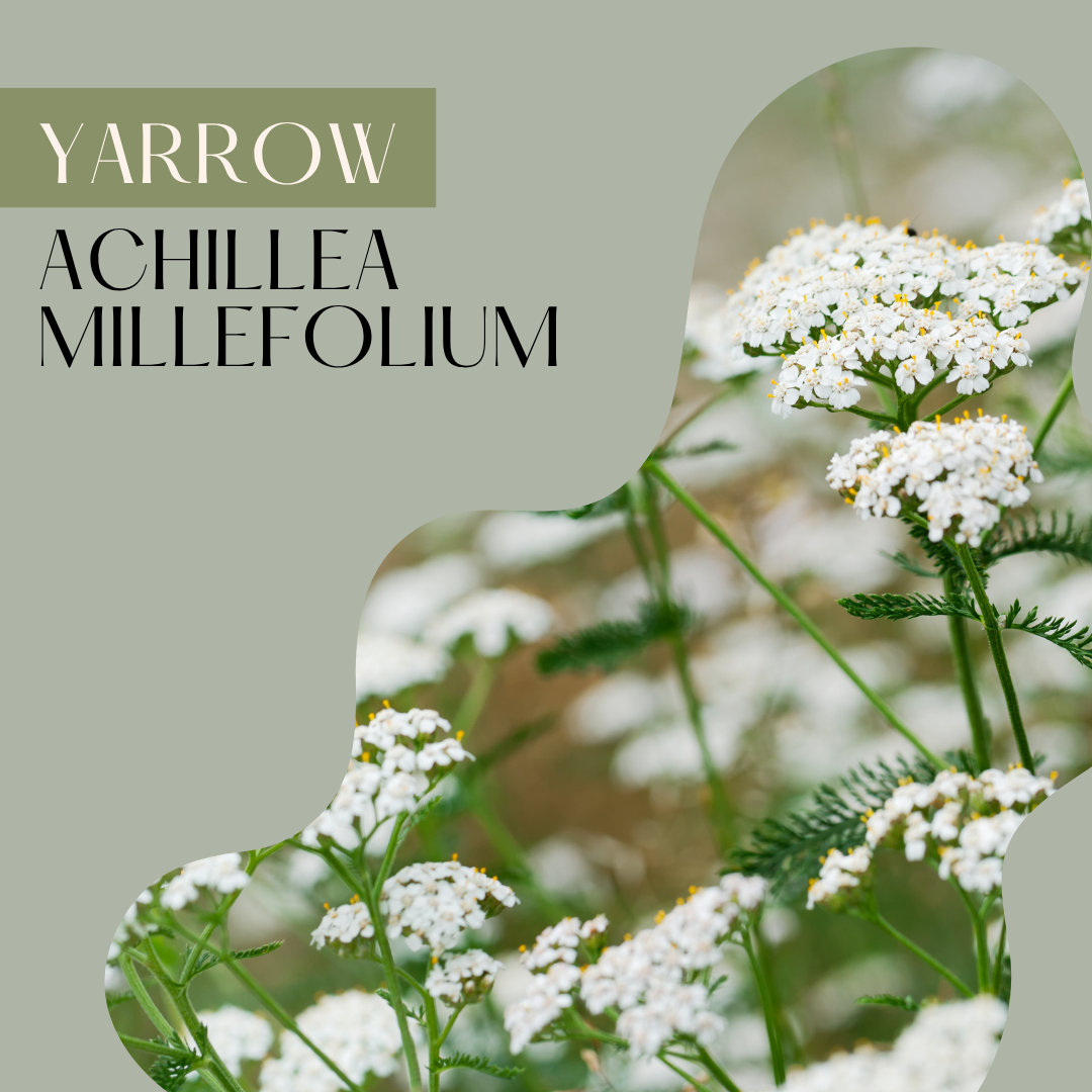 Yarrow Blue