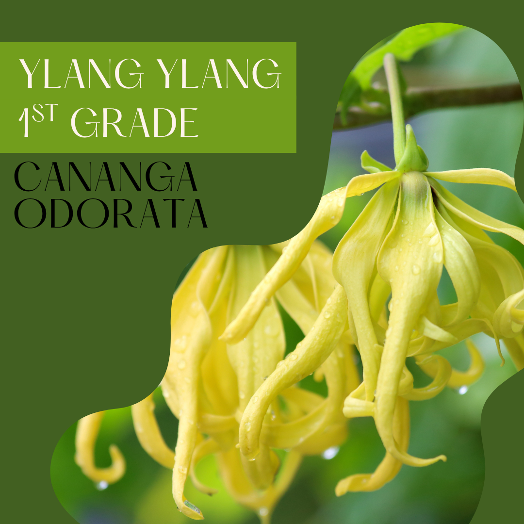 Ylang Ylang 1st Grade